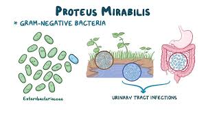 Proteus Crack